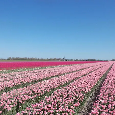 Zwaan's Place * Callantsoog